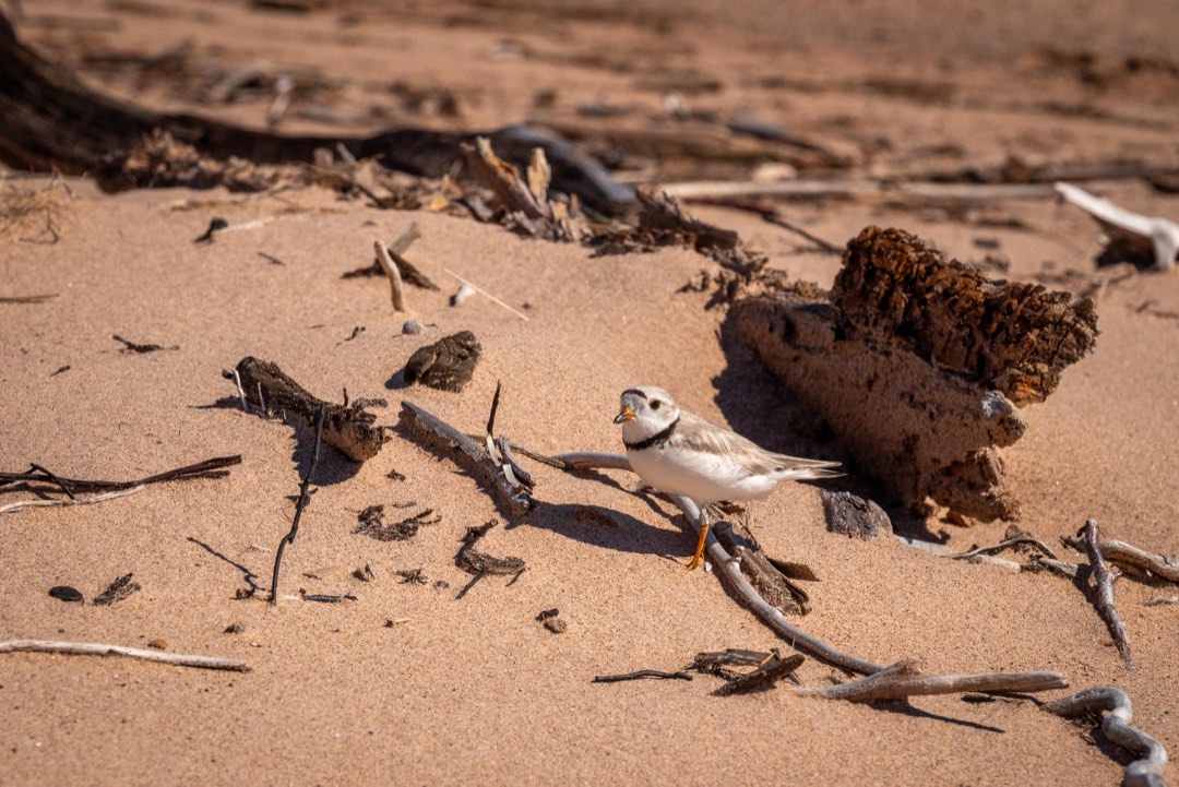 Photograph of Piping Plover standing on sandy beach.
