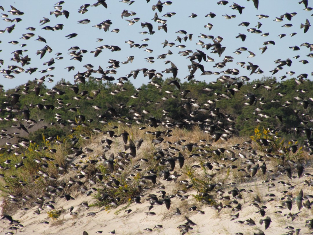 Tree Swallows migrating along the beach at Assateague
