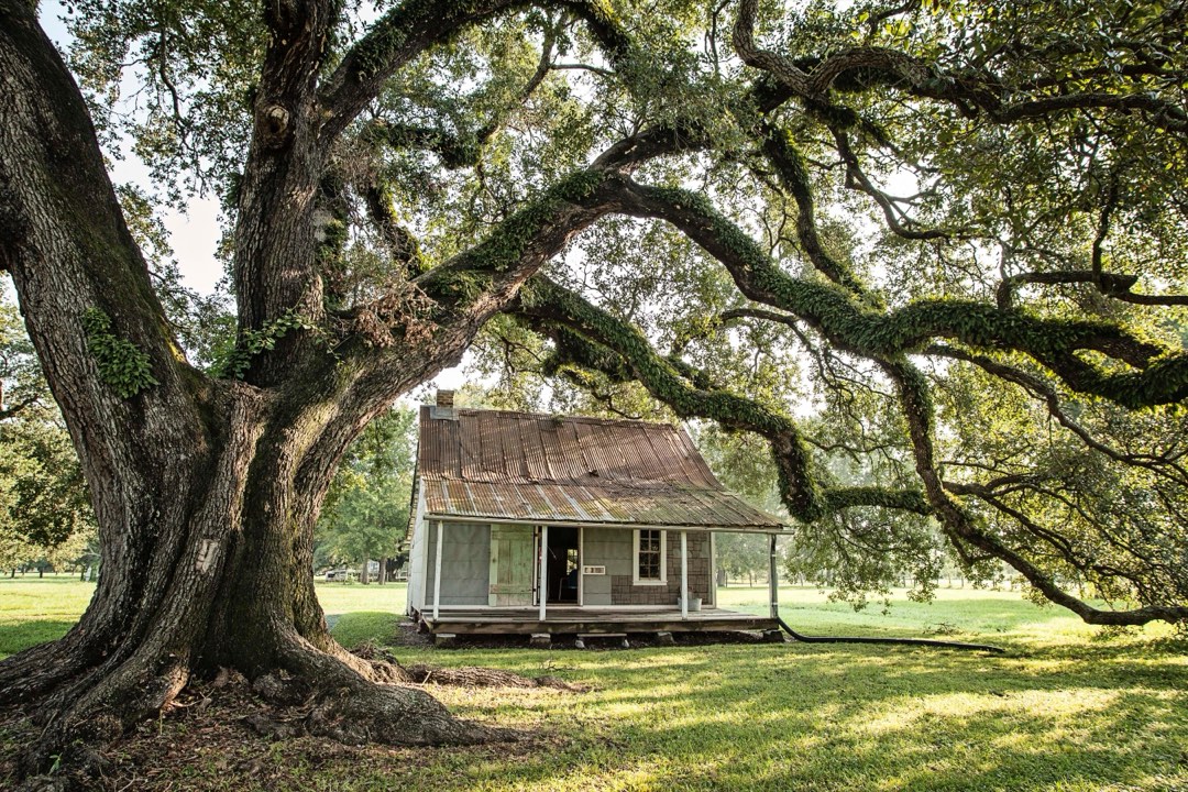 A small cabin sits beneath the branches of a Live Oak in the Oakland Plantation Quarters.