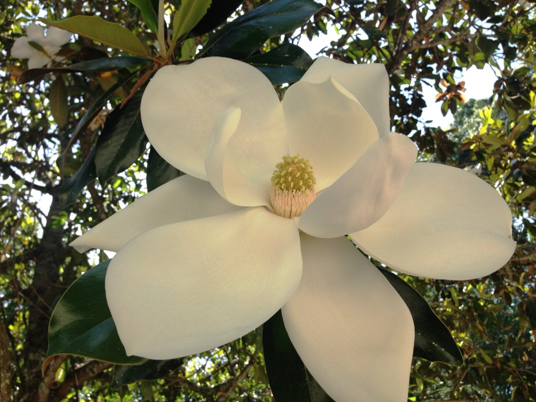 Southern Magnolia (Magnolia grandiflora)