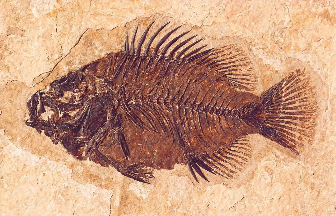 A dark brown, football-shaped fossil fish with a fan-shaped tail and spines standing up on its back.