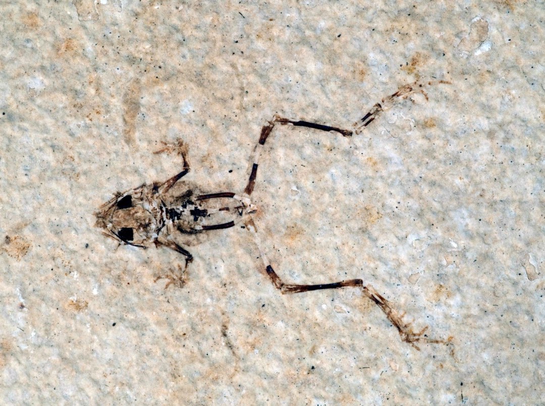 A fossil frog facing left with its back legs splayed out.