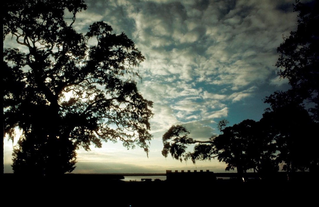 Trees silhouetted against a cloudy sky at dusk
