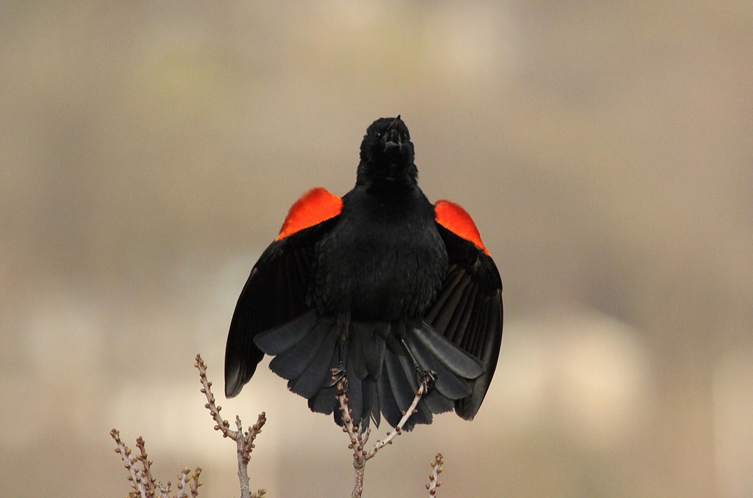 Red winged blackbird