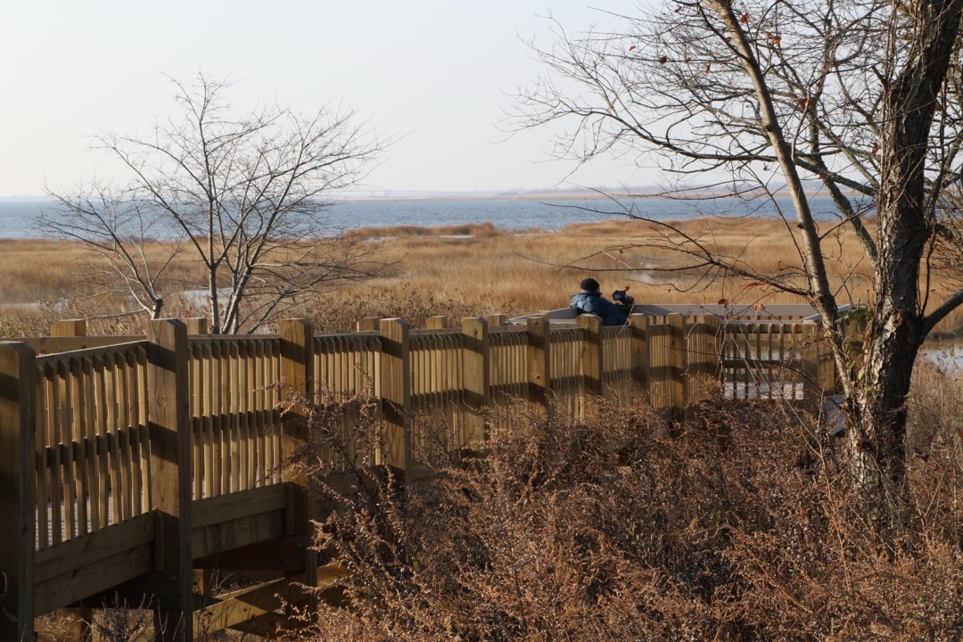 Marsh with walkway and trees in foreground.