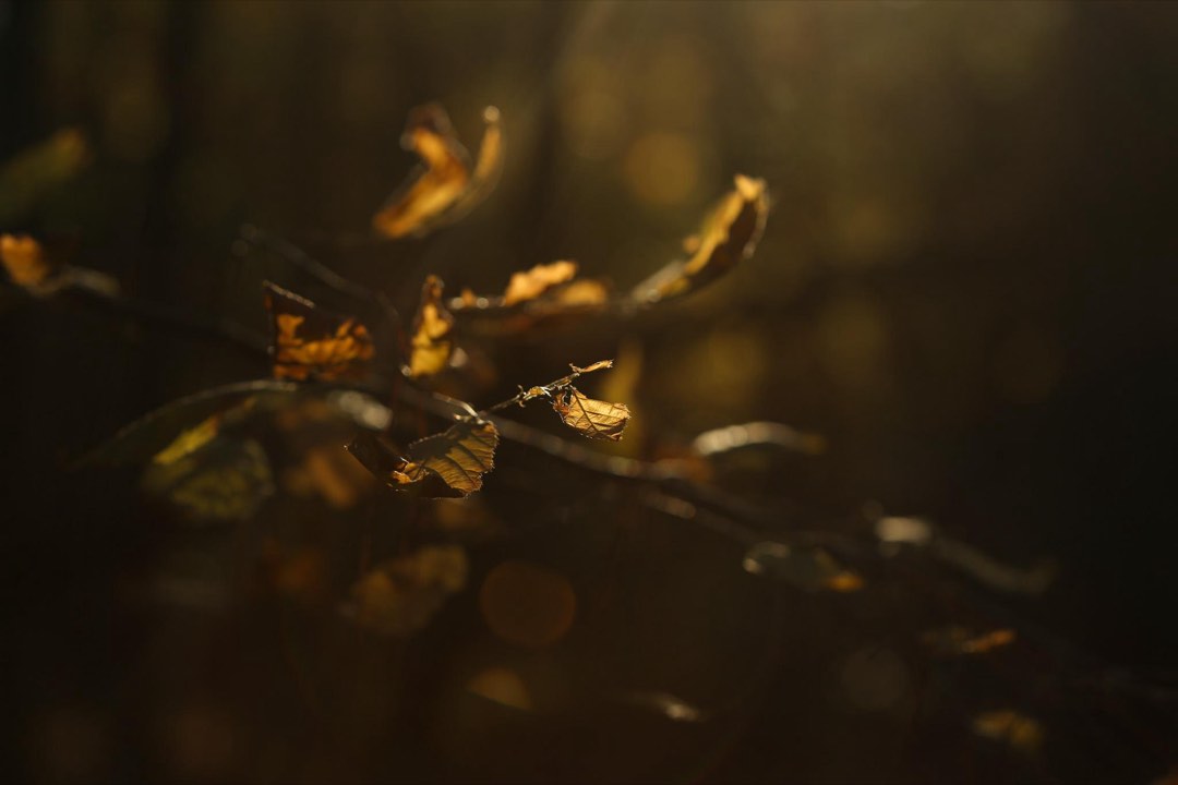 Sunlight shining on back-lit leaves on a branch.