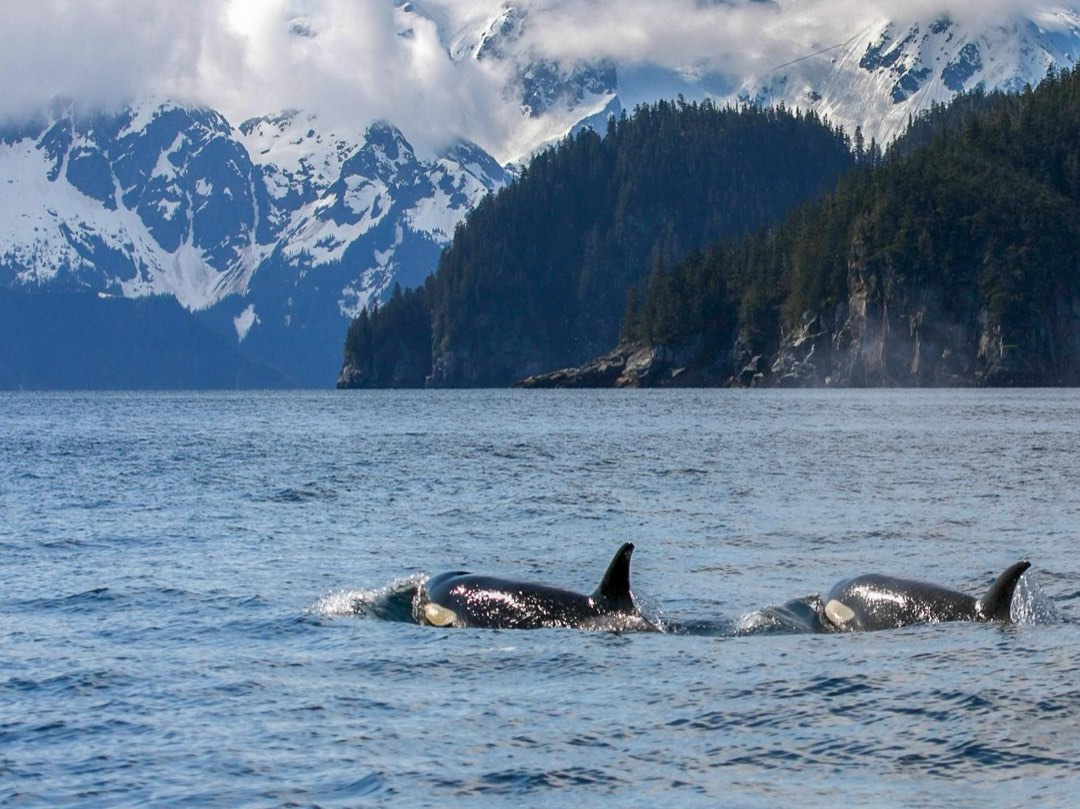 Two orcas surface with mountainous coastline beyond